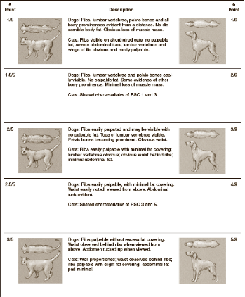 Is allowing my pet to be overweight bad - Chart